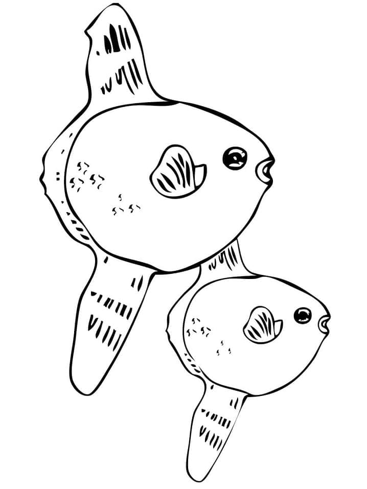 Two sunfishes coloring page