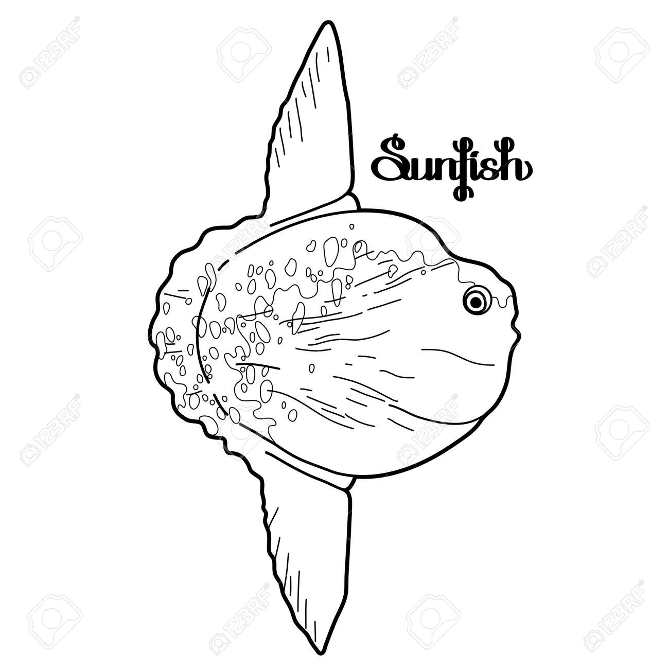 Graphic vector sunfish isolated on white background sea and ocean creature in black and white colors coloring book page design royalty free svg cliparts vectors and stock illustration image