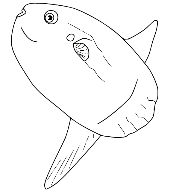 Sunfish coloring pages printable for free download