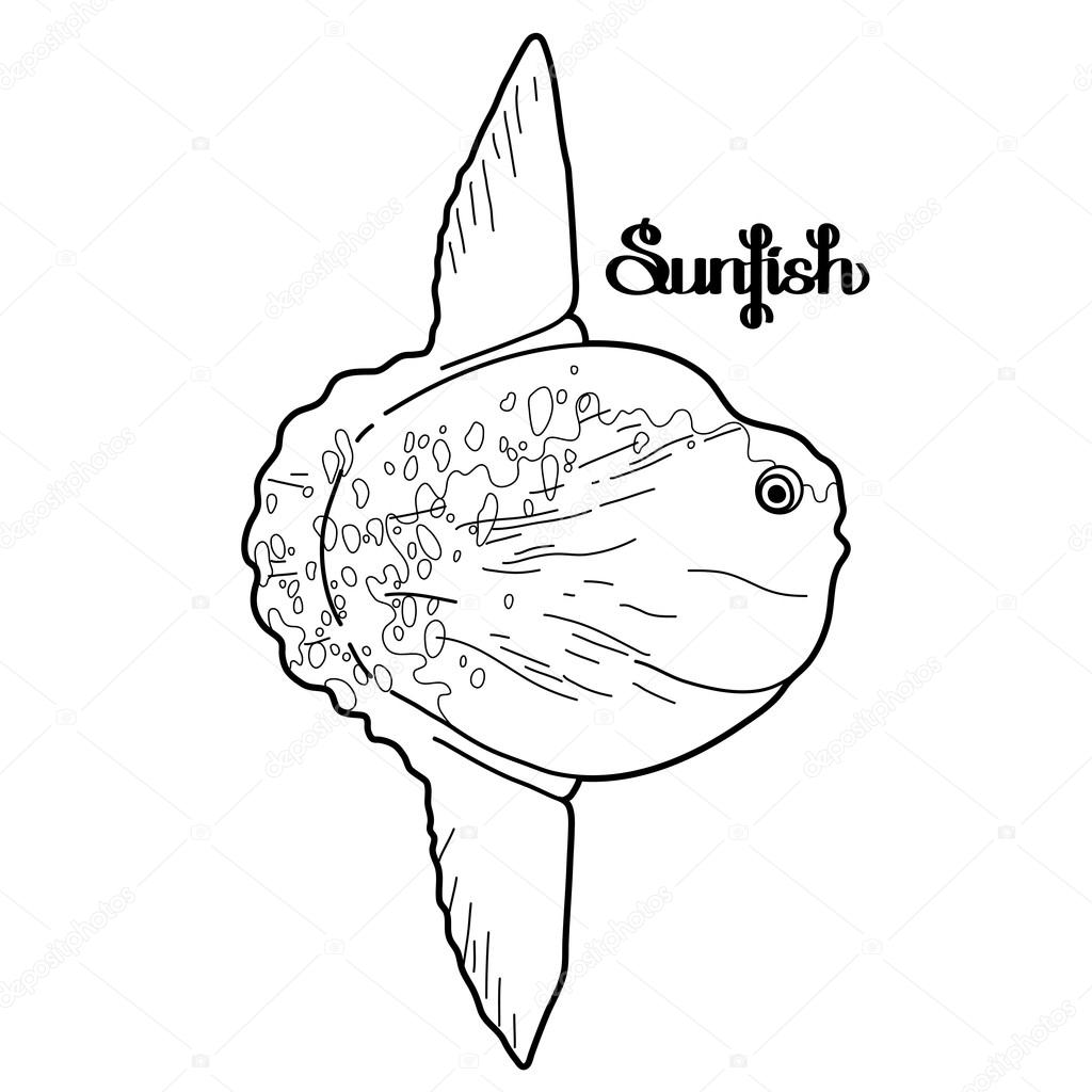 Graphic sunfish design stock vector by homunkulus