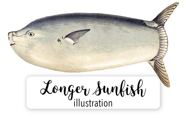 Sunfish fish clipart vintage