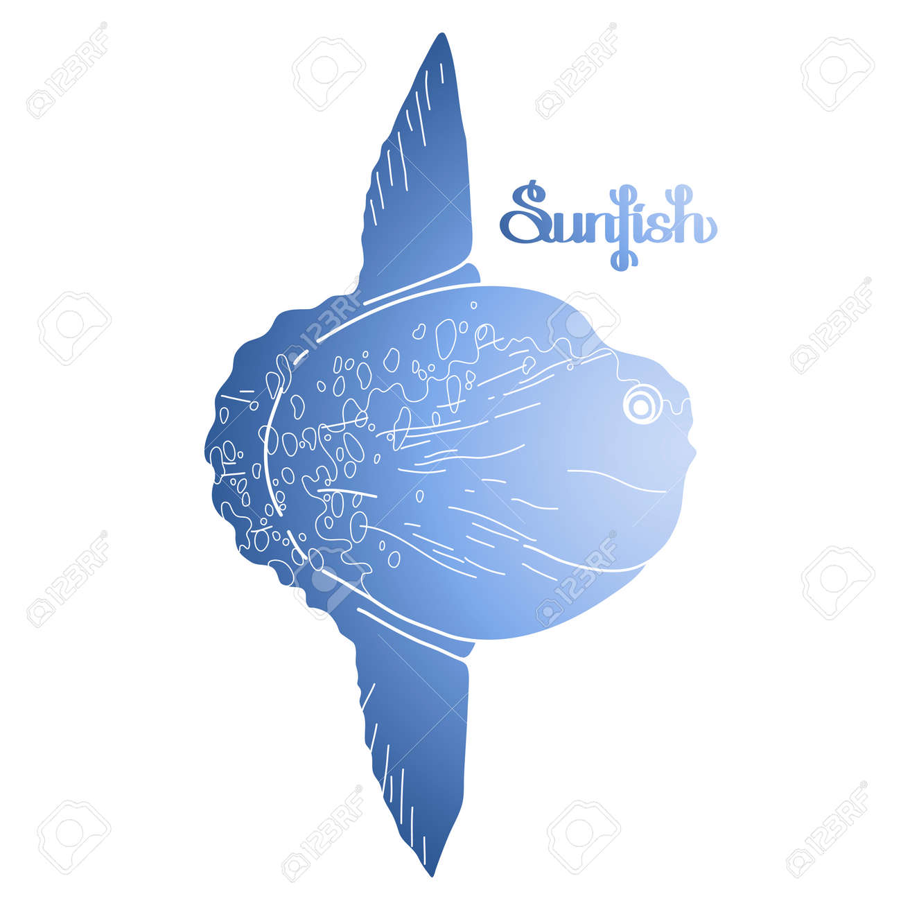 Graphic vector sunfish isolated on white background sea and ocean creature in blue colors coloring book page design royalty free svg cliparts vectors and stock illustration image