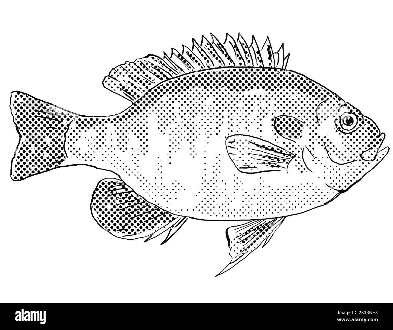 Sunfish black and white stock photos images