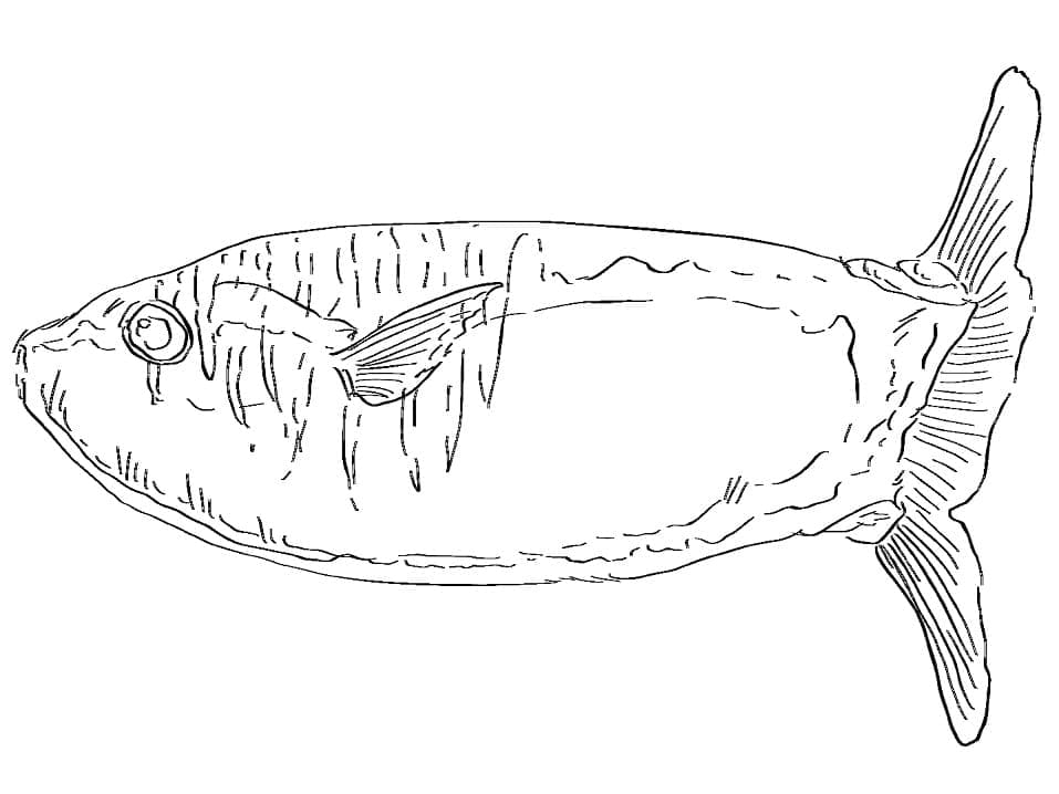 Slender sunfish coloring page