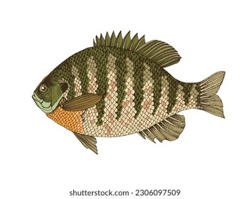 Sunfish illustration images stock photos d objects vectors