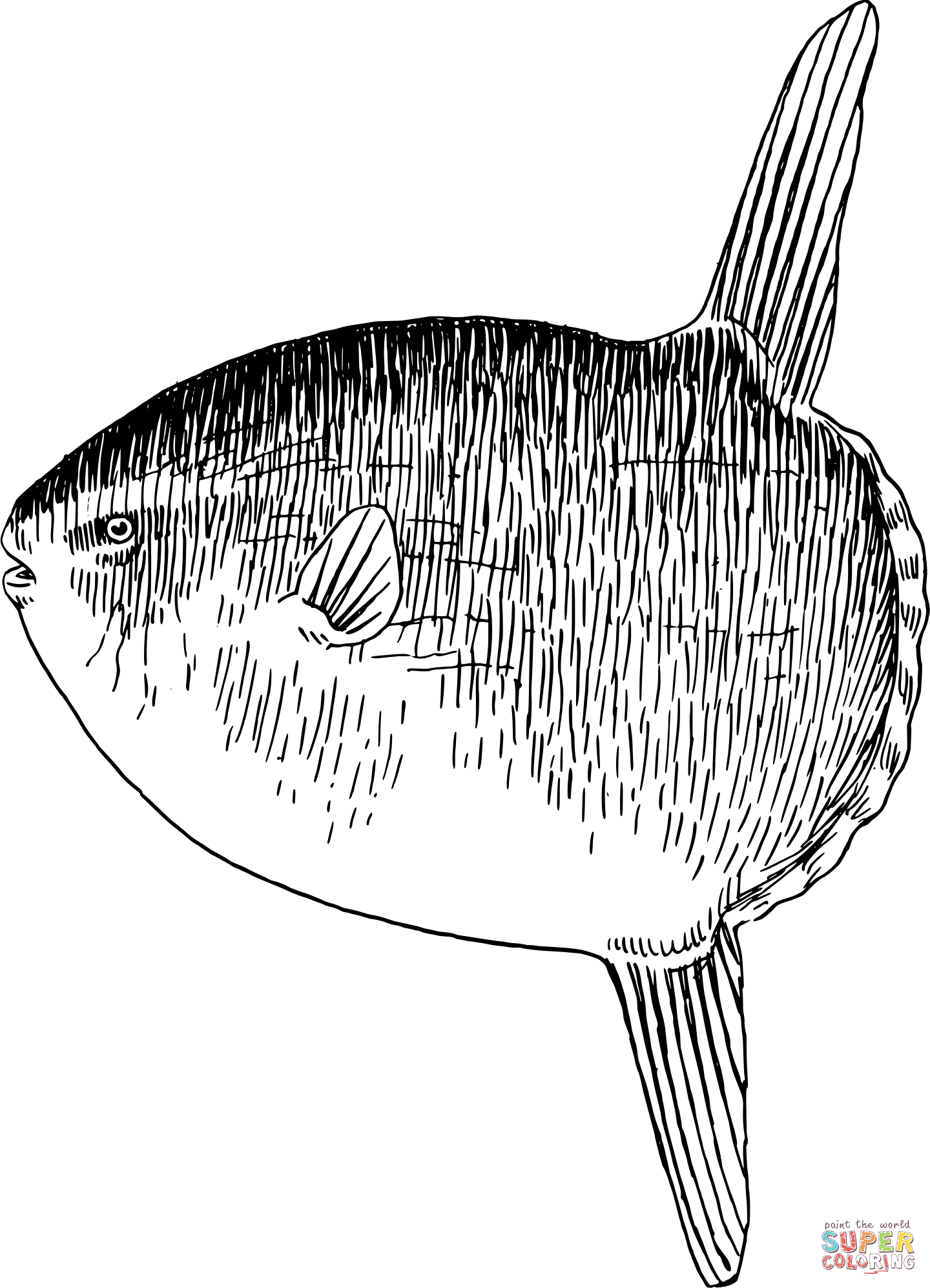 Vintage sunfish coloring page free printable coloring pages