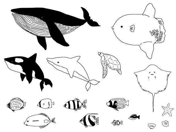 Ocean sunfish stock illustrations royalty