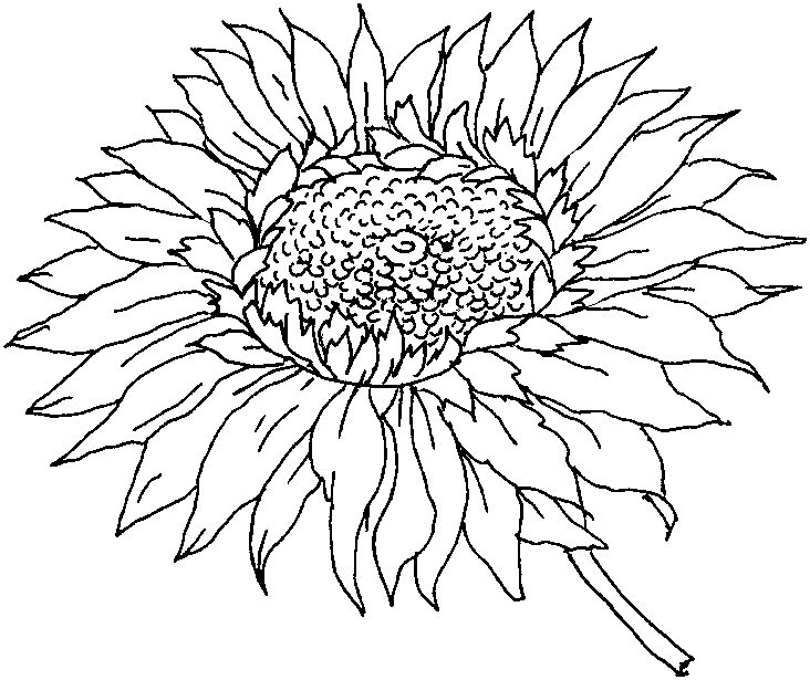 Free sunflower colorg pages sunflower colorg pages flower colorg pages colorg pages