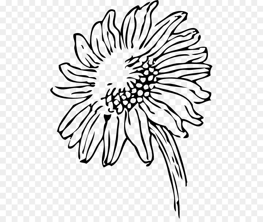 Sunflower black and white png download