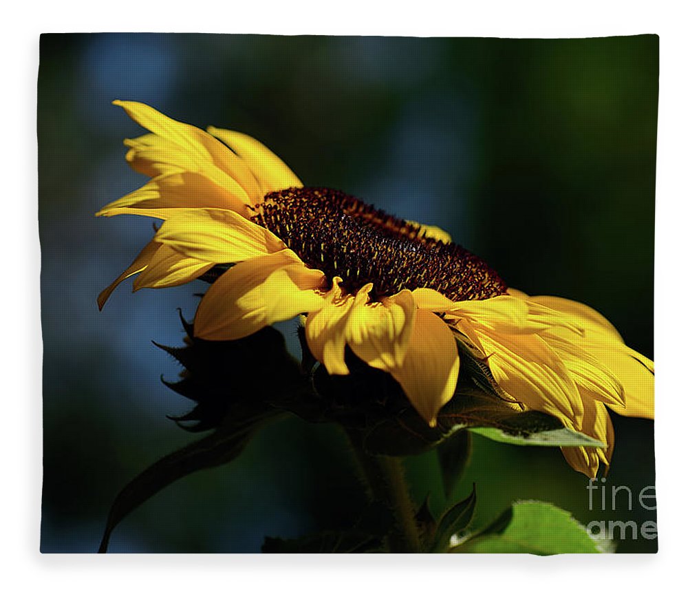 Sunflower at sunset by kaye menner fleece blanket by kaye menner