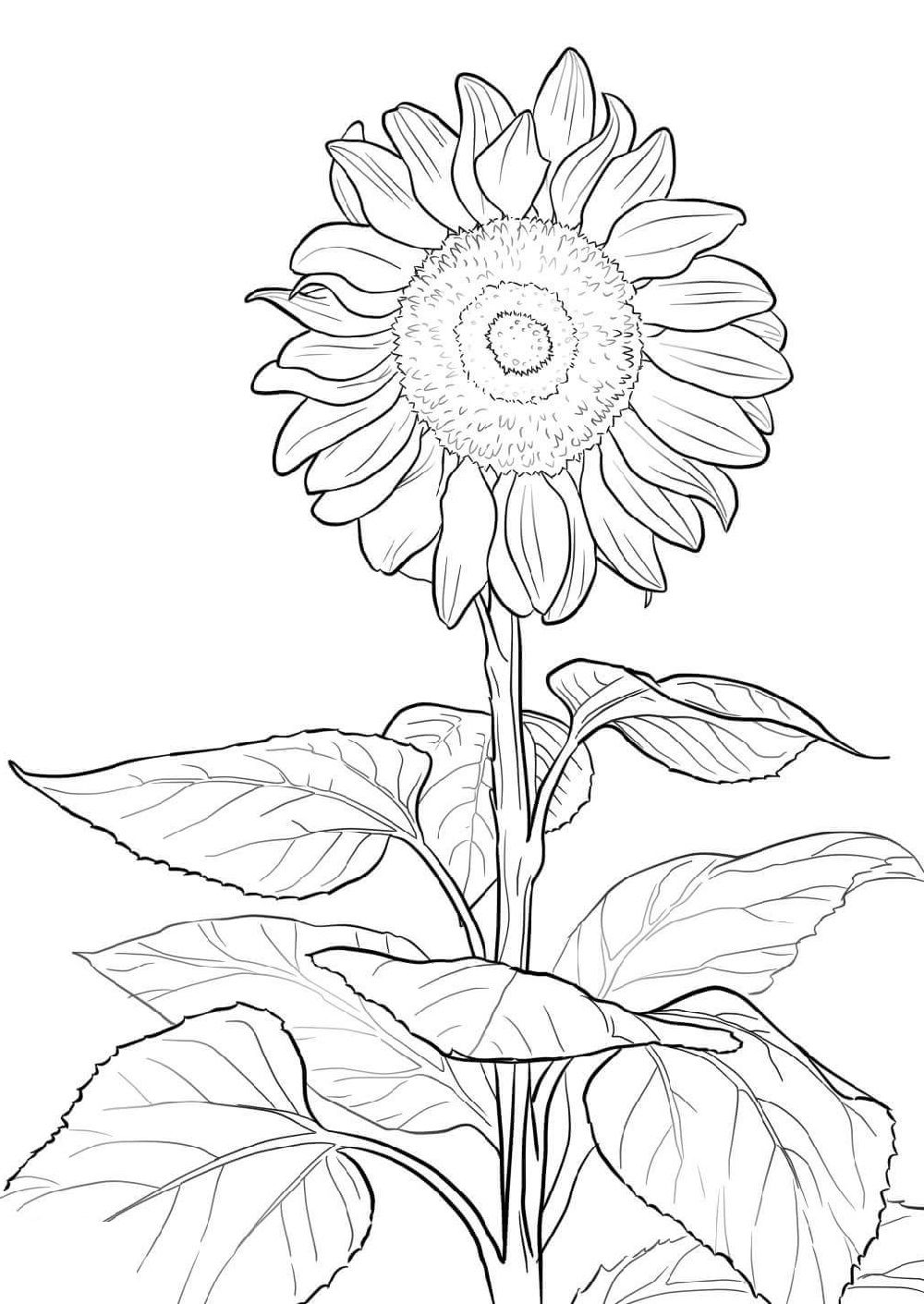 Sunflower coloring page for kids educative printable sunflower coloring pages butterfly coloring page mandala coloring pages