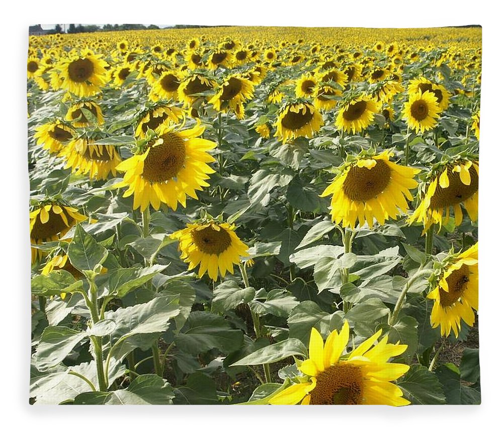 Field of sunflowers fleece blanket by mark holden