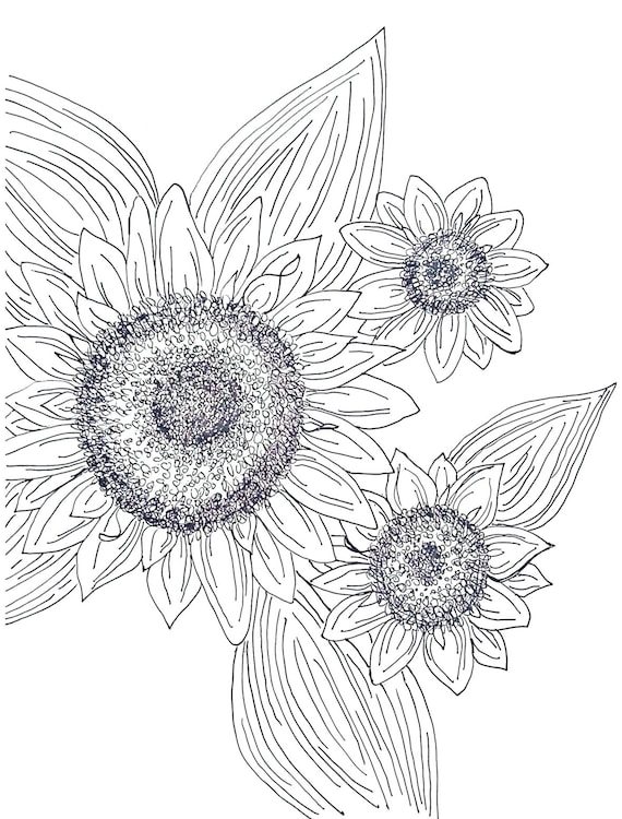 Sunflower coloring page