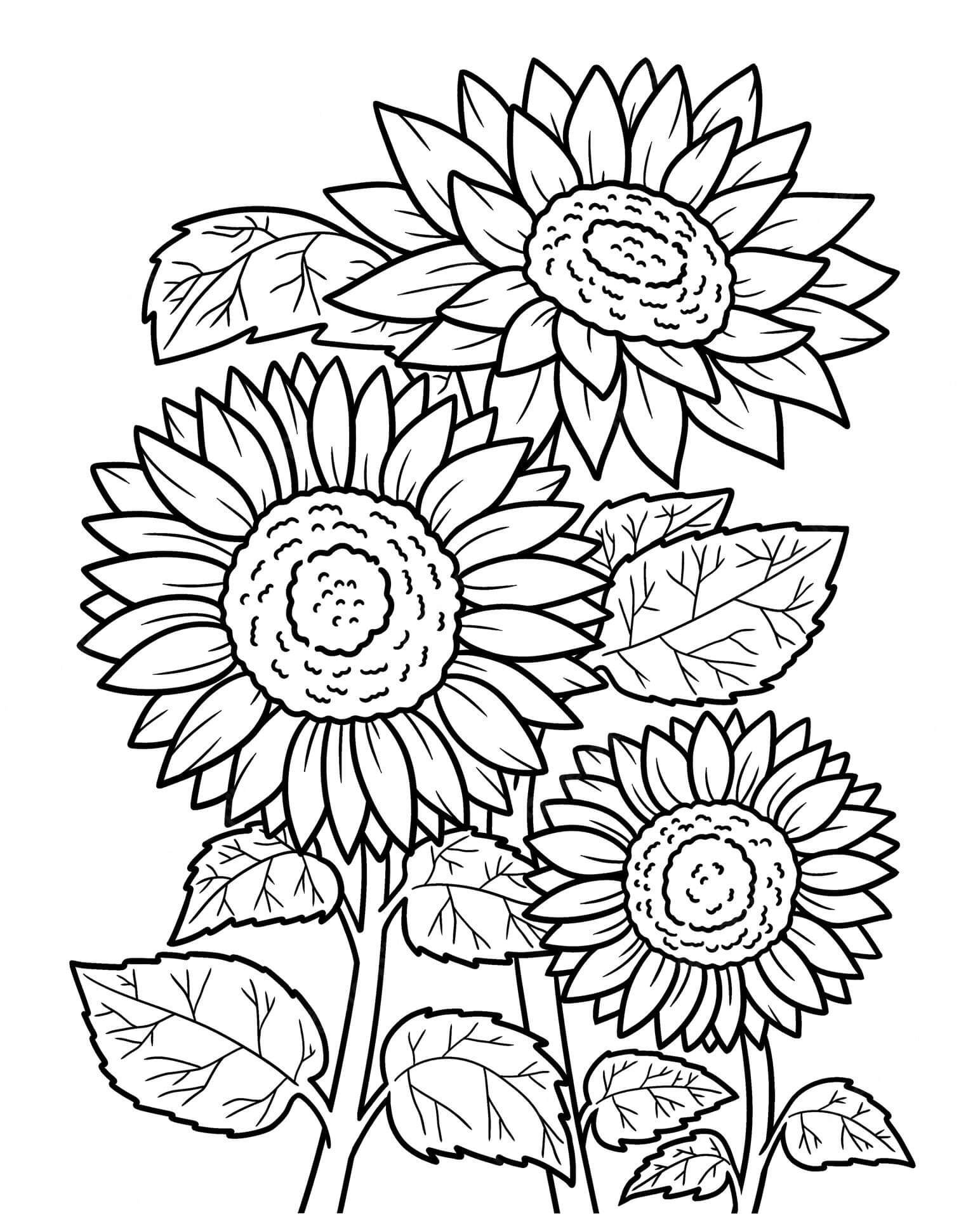 Sunflowers coloring page