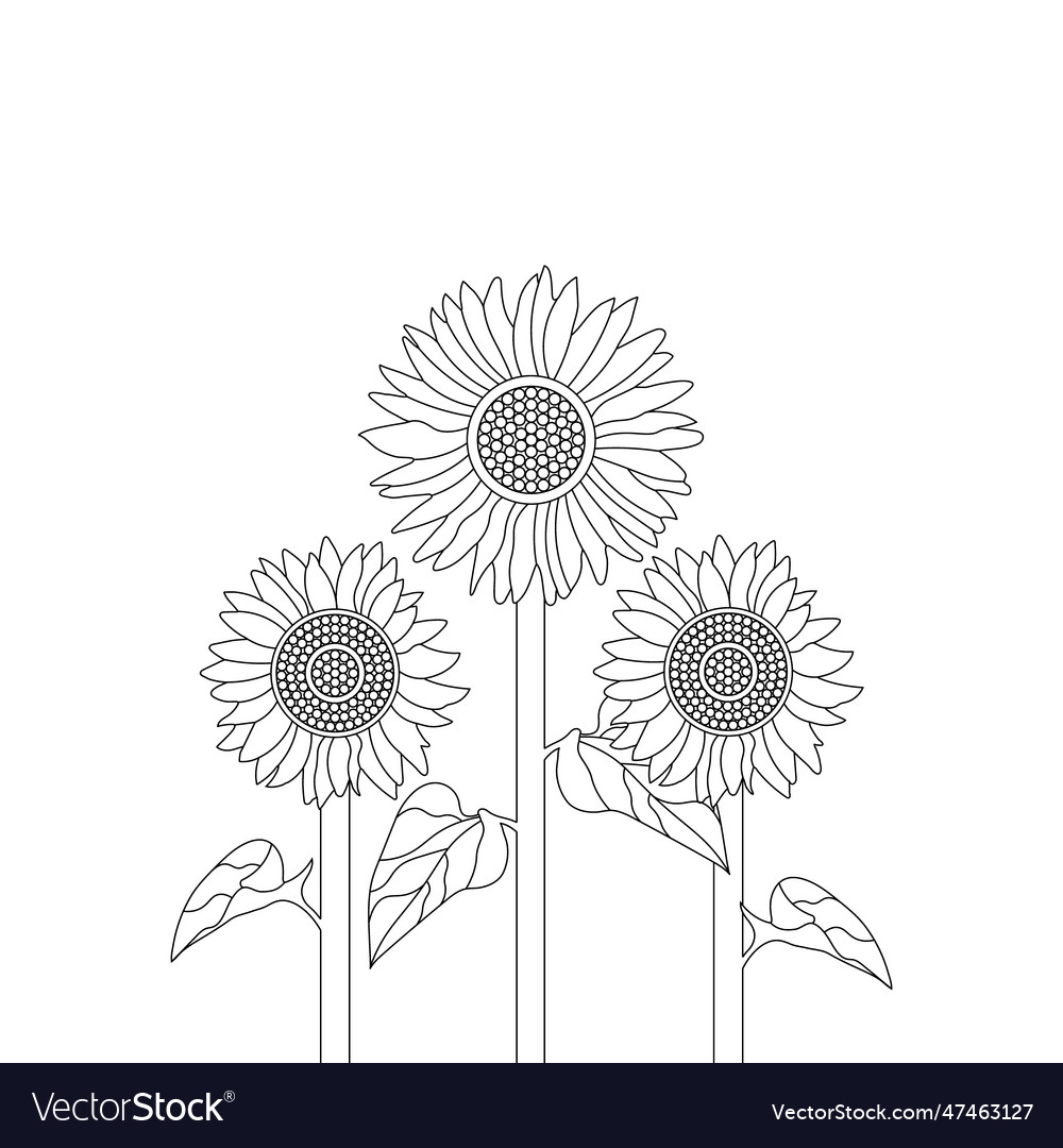 Sunflower coloring page royalty free vector image