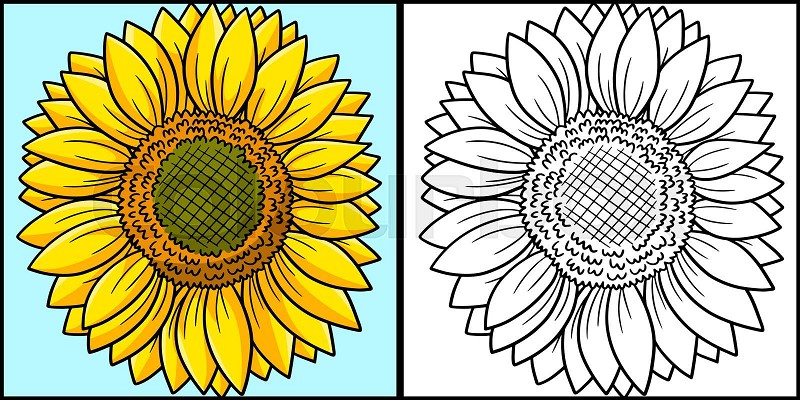 Sunflower coloring page colored illustration stock vector