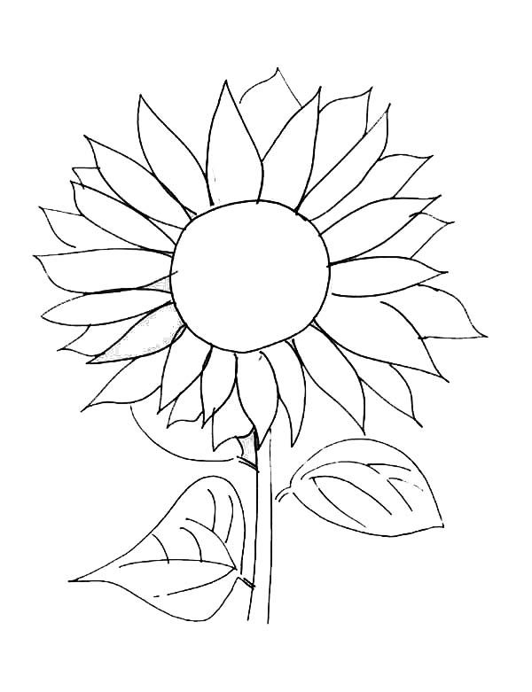 Sunflower coloring pages free printable sunflower coloring pages sunflower drawing sunflower printable