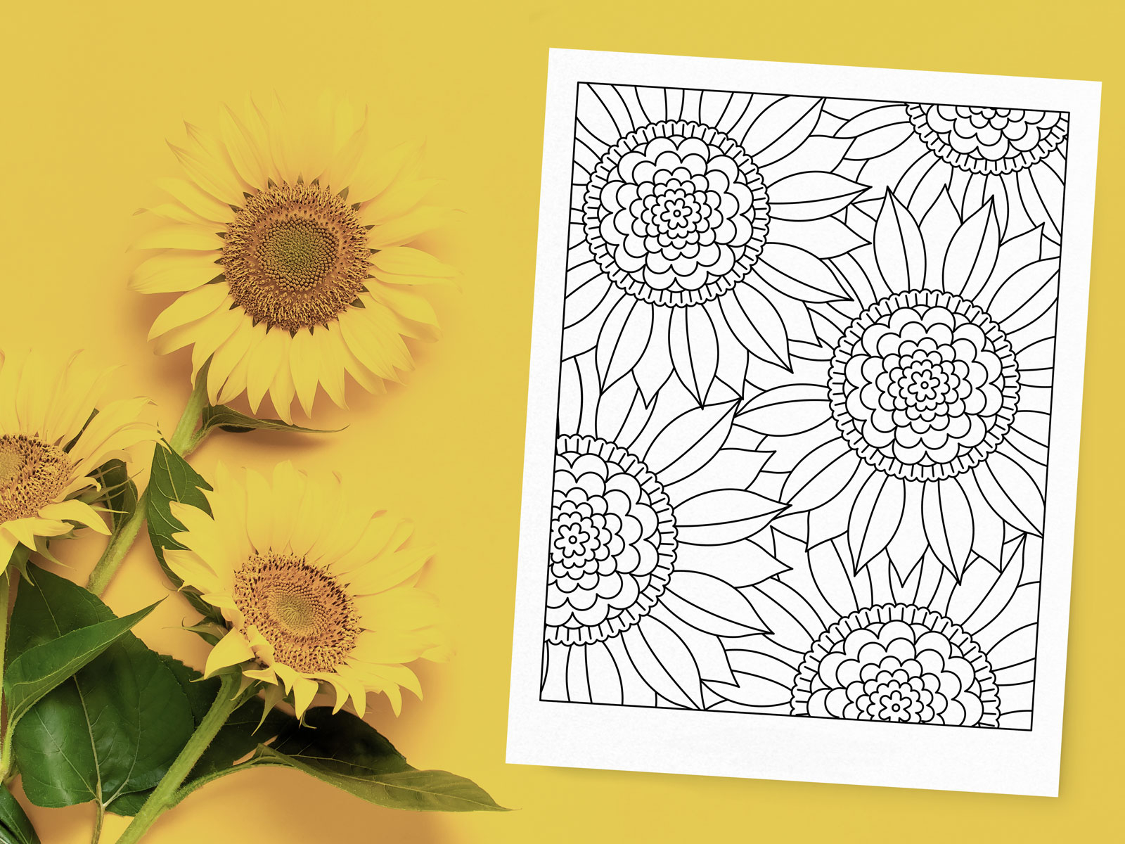 Sunflower coloring pages by shelby warwood for siege media on
