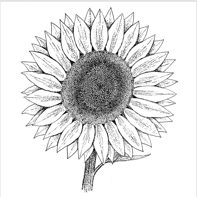 Sunflower louring sheet pdf