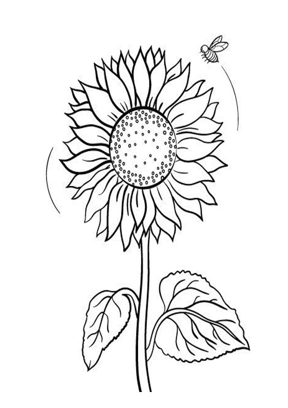 Coloring pages printable sunflower coloring pages