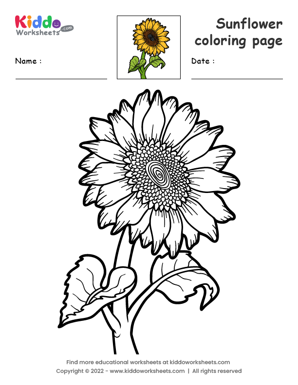 Free printable sunflower coloring page worksheet