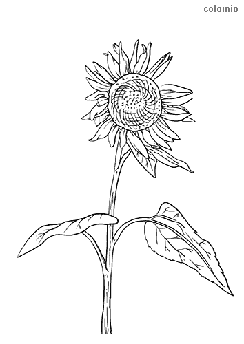 Sunflowers coloring pages free printable sunflower coloring sheets