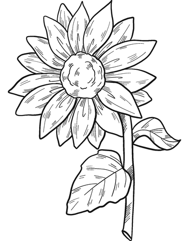 Sunflower coloring page free printable coloring pages