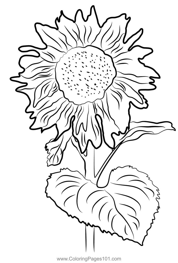 Sunflower coloring page in sunflower coloring pages coloring pages printable coloring pages