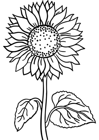 Sunflower coloring page free printable coloring pages