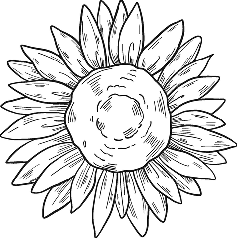 Sunflower coloring pages printable for free download