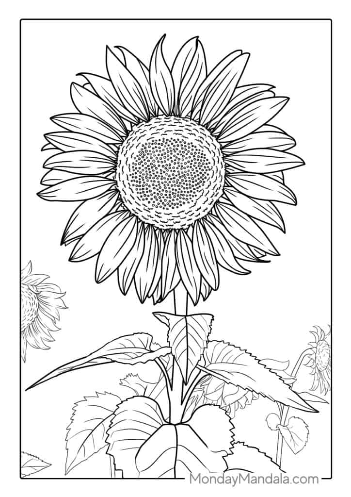 Sunflower coloring pages free pdf printables