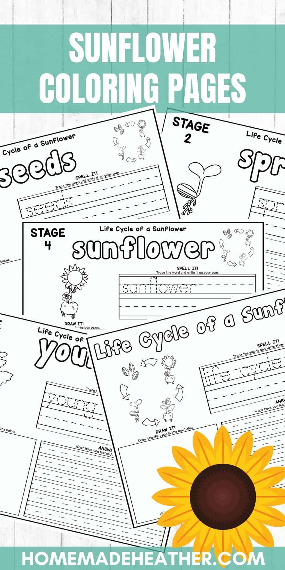 Sunflower life cycle coloring pages homemade heather