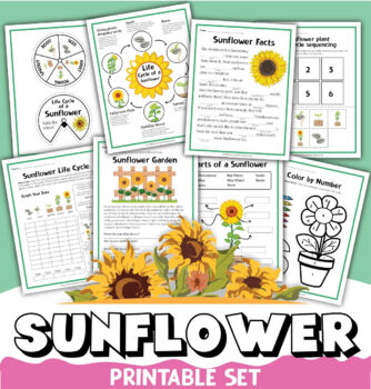 All about sunflowers life cycle coloring pages worksheets activities