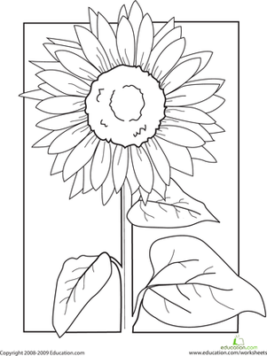 Color the sunflower worksheet education sunflower coloring pages sunflower drawing sunflower art