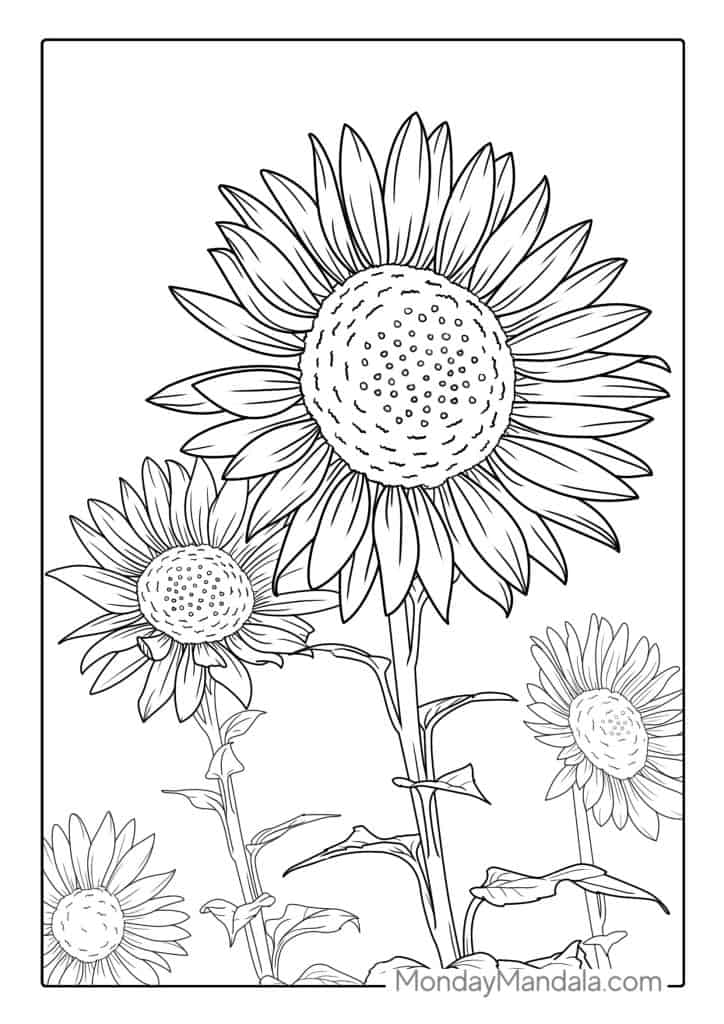 Sunflower coloring pages free pdf printables