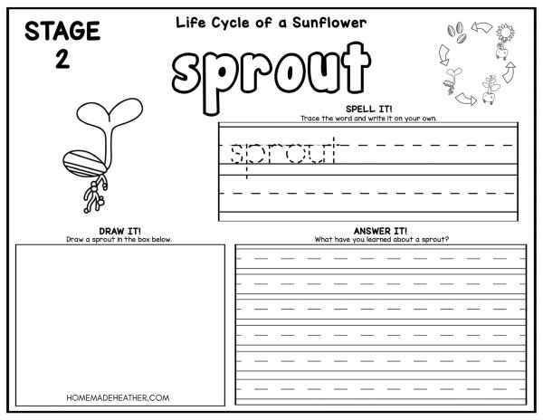 Sunflower life cycle coloring pages homemade heather