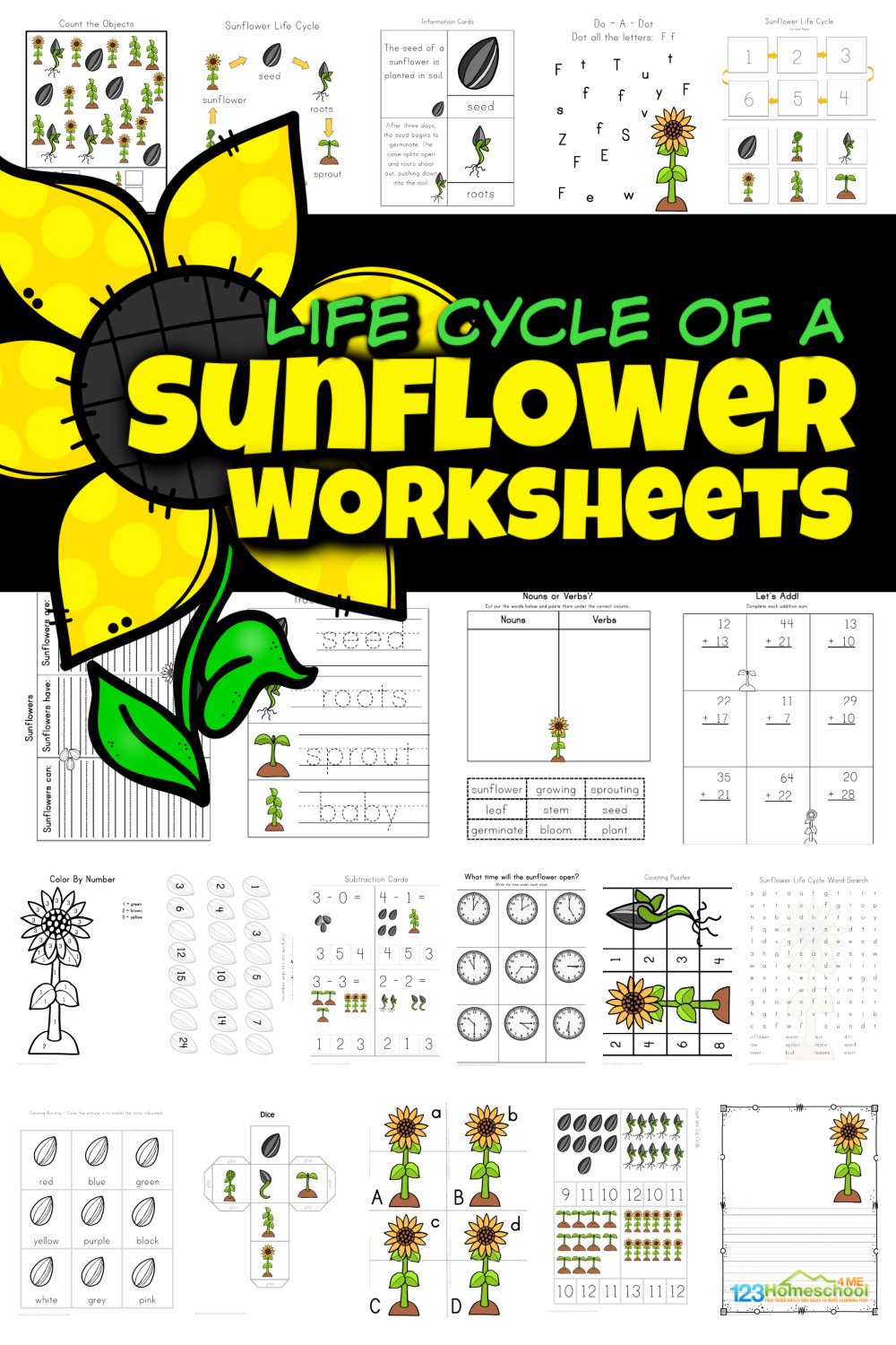 Ð free life cycle of a sunflower worksheet printables