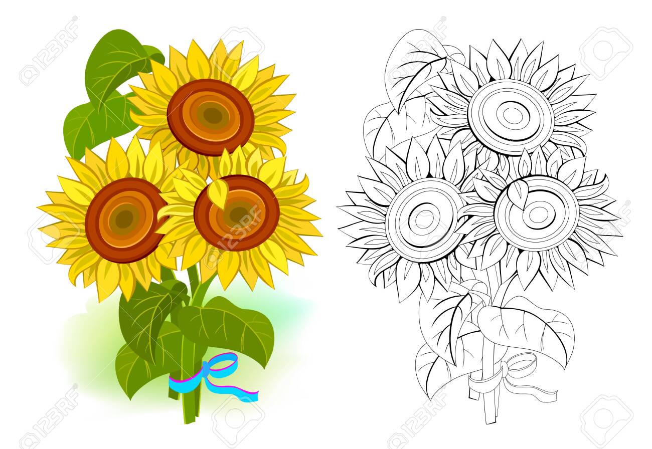 Colorful and black and white template for coloring illustration of a bouquet of sunflowers draw the greeting card with flowers worksheet for coloring book for children and adults flat vector royalty free