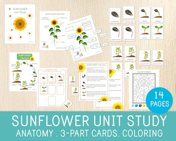 Sunflower unit study anatomy life cycle part