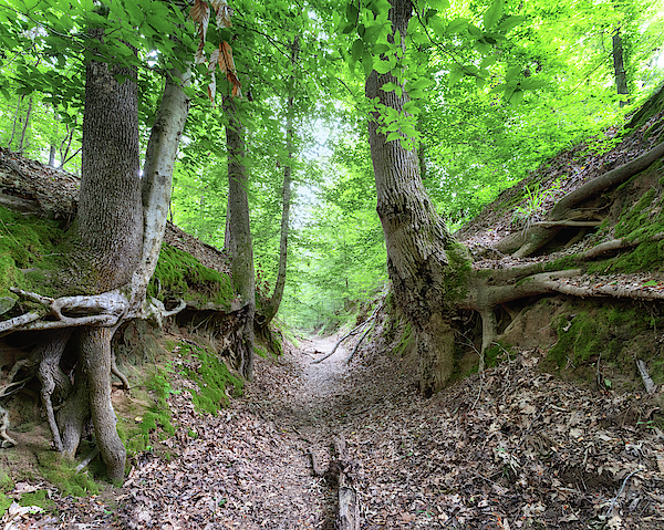 Sunken trace greeting card by susan rissi tregoning