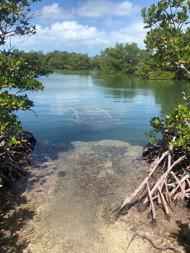 Found a sunken jeep near key west fl via google maps so a friend of mine went to check it out in person swipe to see rsubmechanophobia