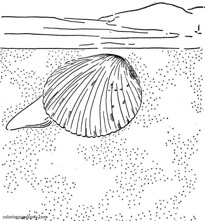 Clam coloring pages