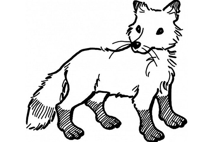 Top free printable fox coloring pages online fox coloring page coloring pages animal coloring pages