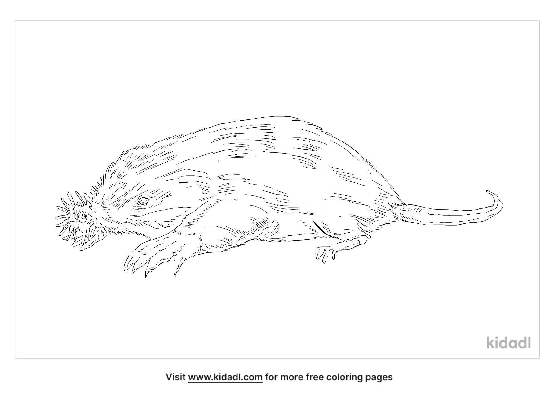 Free star nosed mole coloring page coloring page printables