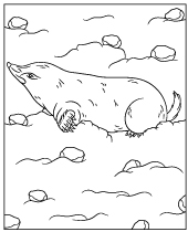 European animals coloring pages sheets