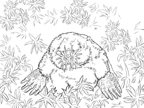 Realistic star nosed mole coloring page free printable coloring pages star coloring pages animal coloring pages coloring pages