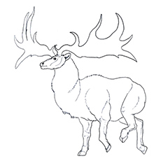 Top free printable reindeer coloring pages online