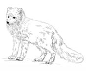 Arctic fox coloring pages free coloring pages
