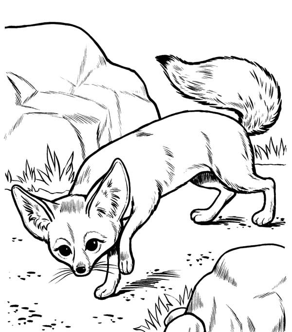 Desert fox slip between rocks coloring pages fox coloring page super coloring pages animal coloring pages