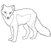 Arctic fox coloring pages free coloring pages
